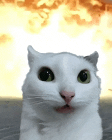a white cat with green eyes is looking at the camera with a fireball in the background .