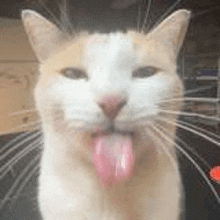 Cat Funny GIF - Cat Funny Cats GIFs