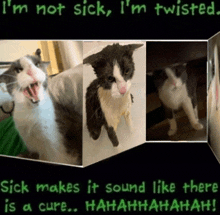 a collage of three pictures of cats with the words i 'm not sick i 'm twisted