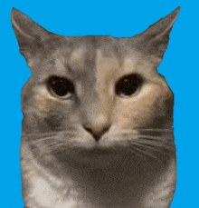 a close up of a cat 's face against a blue backdrop