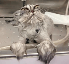 a wet cat is laying on a counter with a hose that says ' a ' on it