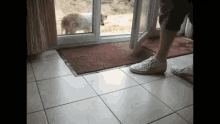 Dog Clean GIF - Dog Clean Dancing Dog GIFs