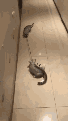 Pull Cats GIF - Pull Cats GIFs