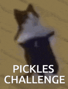 a picture of a cat with the words pickles challenge written below it