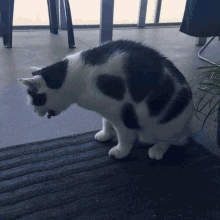 Cat Puke GIF - Cat Puke Vomit GIFs