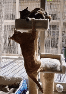 The Cat Queen Lola GIF - The Cat Queen Lola Ron GIFs