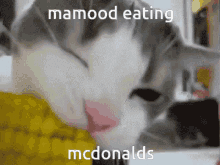 Mamood Mcdonalds GIF - Mamood Mcdonalds GIFs