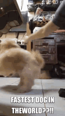 Fastest Dog Mallowskulet GIF - Fastest Dog Mallowskulet Dog GIFs