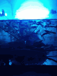Fish Tank GIF - Fish Tank Aquarium GIFs