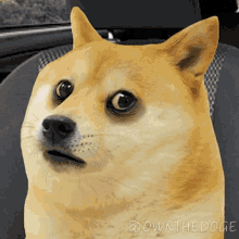 Putting Earbuds On The Doge Nft GIF