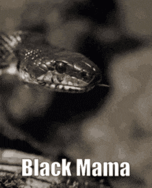 Black Mamba GIF - Black Mamba Mama GIFs