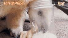 a dog drinking from a clear plastic cup with chinese writing on the bottom