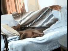 Sharing Is Caring, Guys GIF - Dog Cat Funny GIFs
