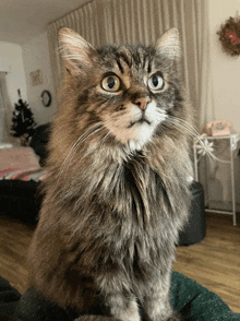 a fluffy cat is looking at the camera with a serious look on its face
