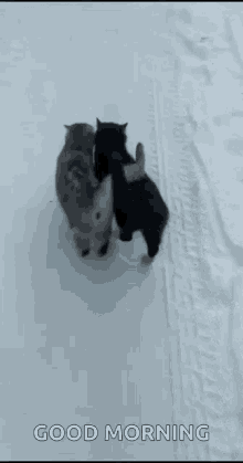 Cats Snow GIF