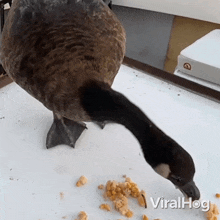 Eating Canada Goose GIF - Eating Canada Goose Viralhog GIFs