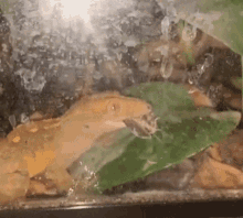 Gecko Feeding GIF - Gecko Feeding Eating GIFs
