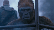 Planet Of The Apes Red GIF - Planet Of The Apes Red Looking GIFs