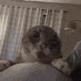 a cat is laying on a person 's lap with its tongue out
