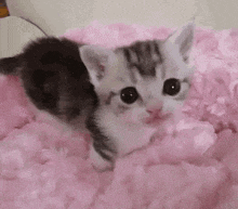 a small kitten is sitting on a pink blanket .