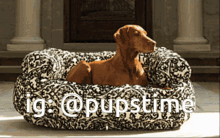a dog is laying in a black and white dog bed that says ig @pupstime