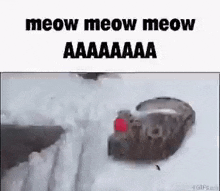 Meow Cat GIF - Meow Cat Play GIFs