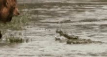 Lion Crocodile GIF - Lion Crocodile Death GIFs