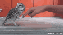 Owl Shake GIF - Owl Shake GIFs