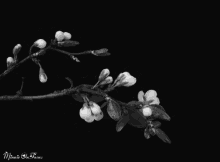Spring Blossoms GIF - Flowers Blossom Bloom GIFs