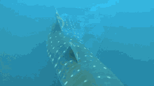 ocean shark
