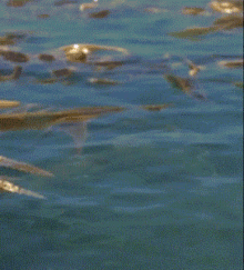 Gerald Dory GIF - Gerald Dory King Of The Rock GIFs