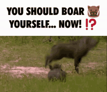 boar you