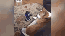 a dog is sitting on a couch looking at a robot toy .