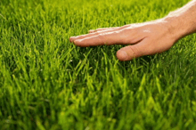 a person 's hand is touching a lush green field of grass .