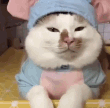 Cat Pig Cat Disguise GIF