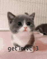 Get In Vc Cat GIF - Get In Vc Vc Cat GIFs