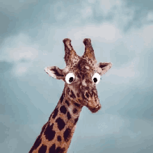 Giraffe Bubble Gum GIF - Giraffe Bubble Gum Gum GIFs