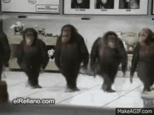 Majmuni Kolo GIF - Majmuni Kolo GIFs