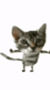 a cat is standing on its hind legs on a white background and looking at the camera .