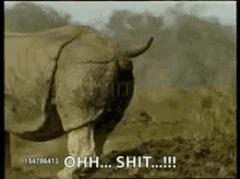 Rhino Pooping GIF