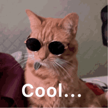 Cool Cat GIF - Cool Cat Tabby GIFs