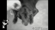 Dog Humps Head GIF - Pug Dog Hump GIFs