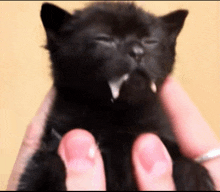 a person is holding a black kitten with a white snot coming out of its mouth