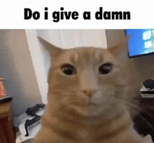 a cat is looking at the camera with the words `` do i give a damn '' written below it .