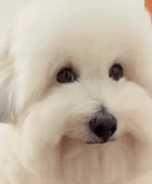 a close up of a white dog looking at the camera