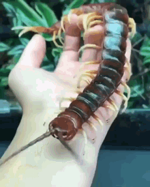GIF