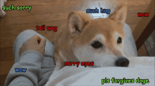 Doge Is Sorry GIF - Dog Animal Doge GIFs
