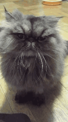Judging Persian Cat GIF