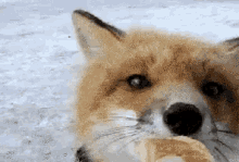 Fox Hungry GIF