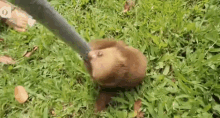 Eugene Sloths GIF - Eugene Sloths Play Time GIFs